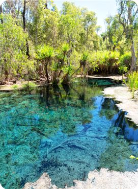 Mataranka River, Northern Territory, Australia.