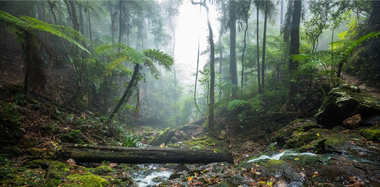 Twin Falls hike in the Springbrook National Park, Queensland, Australia.