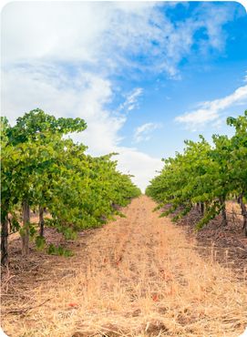Grape vines with hay field in the Barossa valley, South Australia.
