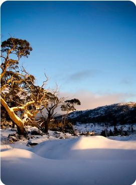 Pure white snow covers the ground on the Overland Track in Tasmania, Australia.