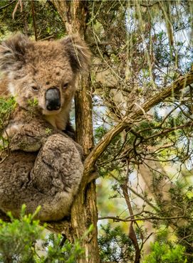 Australian koala resting in a tree in the afternoon in the summer.