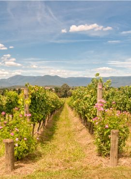 Rows of vines in a Yarra Valley vineyard, Yarra Glen, Victoria, Australia.