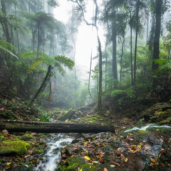 Twin Falls hike in the Springbrook National Park, Queensland